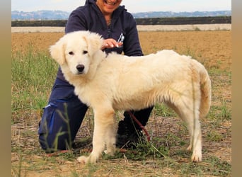Garth - Kannst du machen, dass es nicht so lange dauert?