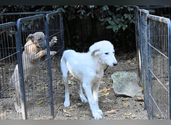 Calendula - Was noch nicht ist, kann immer noch werden!