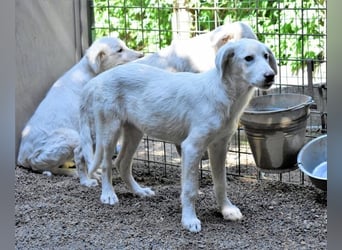 Ravelyn - Weiß, klug und wunderschön