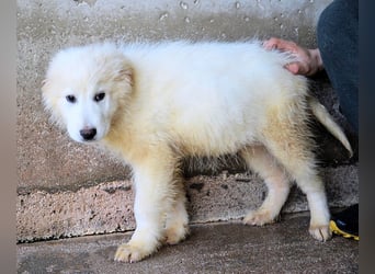 Cairox - SOS - Weiß jemand, was aufpassen eigentlich heißt?