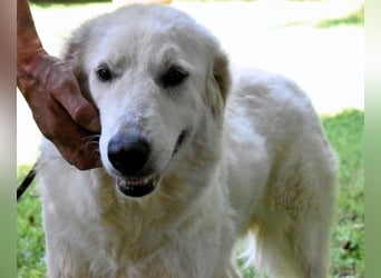 Ariotte - Weiße Schönheit liebt Menschen und sucht Dich!