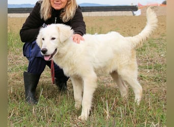 Garth - Kannst du machen, dass es nicht so lange dauert?