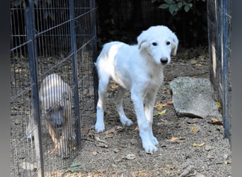 Calendula - Was noch nicht ist, kann immer noch werden!