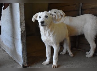 Roderico - Für diese traurige Geschicht...