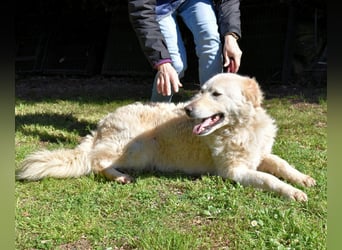 Fyona - Hell wie das Licht