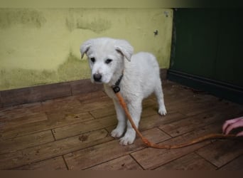 Hectorin - So kleine Herzen...