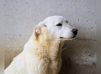 Roderico - Für diese traurige Geschicht...