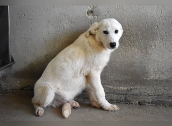 Ryther - Für diese traurige Geschicht...