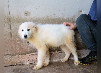 Cairox - SOS - Weiß jemand, was aufpassen eigentlich heißt?