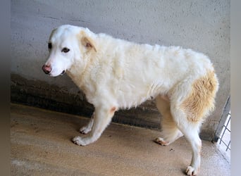 Vitale - "Komm, trau dich! Du kannst das!"