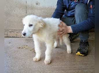 Calira - SOS - Weiß jemand, was aufpassen eigentlich heißt?