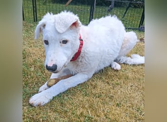 Bullo - Jede Menge tolle Dinge....