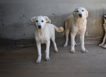 Roderico - Für diese traurige Geschicht...