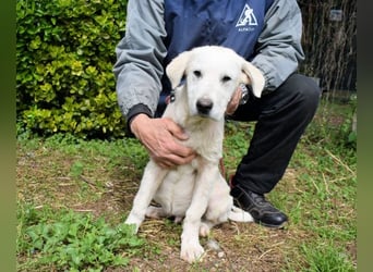 Hectorin - So kleine Herzen...