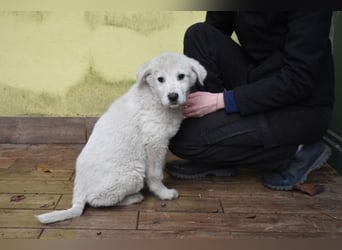 Harlan - So kleine Herzen...