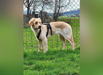 Neve - vorsichtig, anhänglich und bereit zu vertrauen