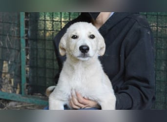 Admeto - Nur ein Wunsch: endlich nach Hause!