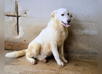 Roderico - Für diese traurige Geschicht...