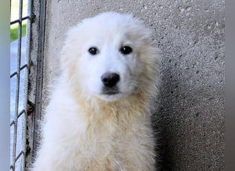 Cairox - SOS - Weiß jemand, was aufpassen eigentlich heißt?