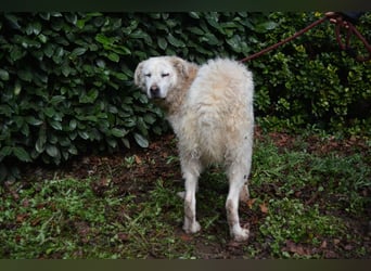 Generosa - Ein Adler bleibt ein Adler...