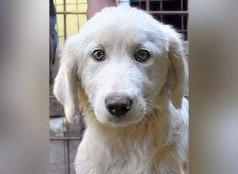 Rafael - Weiß, klug und wunderschön