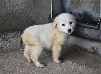 Cilwen - SOS - Weiß jemand, was aufpassen eigentlich heißt ?