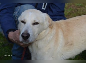 Admeto - Nur ein Wunsch: endlich nach Hause!