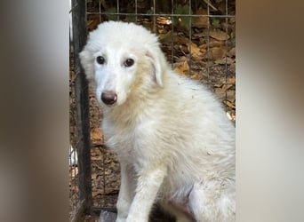 Caldendula - Was noch nicht ist, kann immer noch werden!