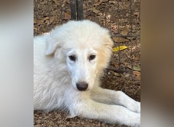 Cedro - Verständnis, Liebe & Geduld!