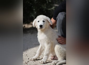Fiete - der vergessene Hundejunge