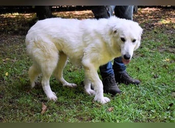 Ariotte - Weiße Schönheit liebt Menschen und sucht Dich!