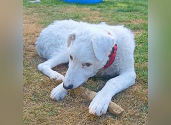 Bullo - Jede Menge tolle Dinge....