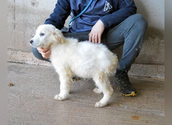 Calira - SOS - Weiß jemand, was aufpassen eigentlich heißt?