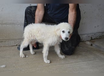 Garth - Kannst du machen, dass es nicht so lange dauert?