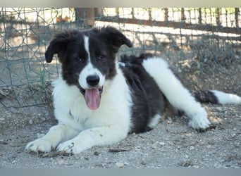 Uriel -  Zeigst du mir den Weg?