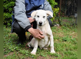 Hectorin - So kleine Herzen...