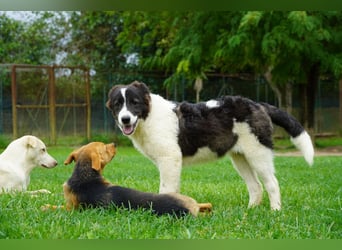 Uriel -  Zeigst du mir den Weg?