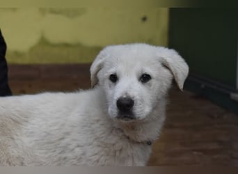 Hectorin - So kleine Herzen...