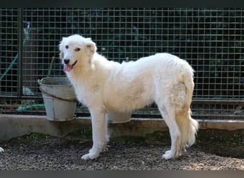 Alida - Unter dem Mantel der Verwahrlosung