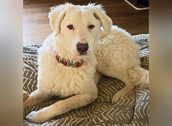 Bullo - Jede Menge tolle Dinge....