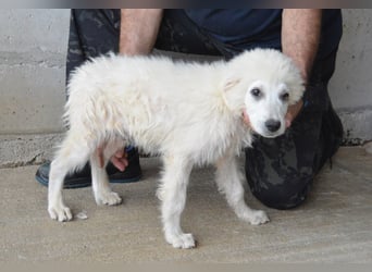 Garth - Kannst du machen, dass es nicht so lange dauert?