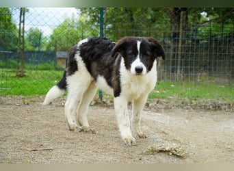 Uriel -  Zeigst du mir den Weg?