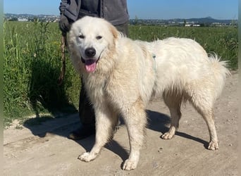 Caramel - ein sanfter Junge auf der Suche nach Vertrauen