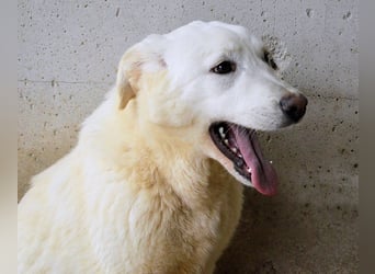 Roderico - Für diese traurige Geschicht...