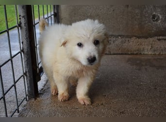 Calira - SOS - Weiß jemand, was aufpassen eigentlich heißt?
