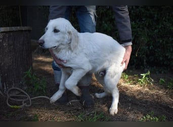 Sylvain - So jung und so chancenlos ...