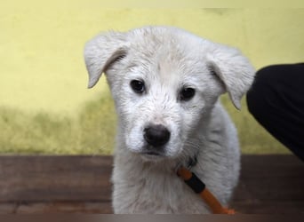 Harlan - Aus Welpenpfoten wurden große Schritte