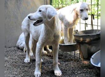 Ravelyn - Weiß, klug und wunderschön