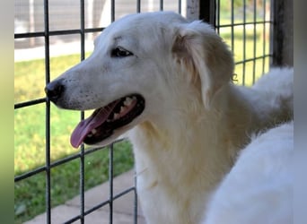 Harriette - weiß, es wird einmal ein Wunder gescheh'n