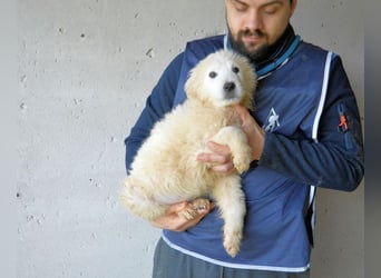 Clyro - SOS - Weiß jemand, was aufpassen eigentlich heißt ?